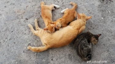 Safety Tips: Handling Newborn Kittens Safely and Gently