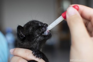 Safety Tips: Handling Newborn Kittens Safely and Gently