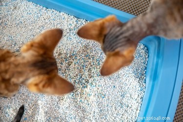 When to Replace and Scoop Your Cat’s Litter Box: A Practical Guide