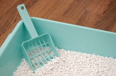When to Replace and Scoop Your Cat’s Litter Box: A Practical Guide