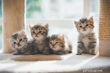 When Do Cats Reach Full Maturity? Age, Growth, and Weight Explained