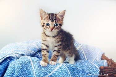 When Do Cats Reach Full Maturity? Age, Growth, and Weight Explained