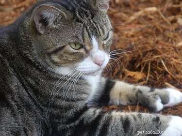 8 Fascinating Facts About Your Cat’s Claws – What You Need to Know