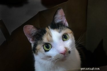 Why Do Cat Eyes Glare at Night? The Science Explained