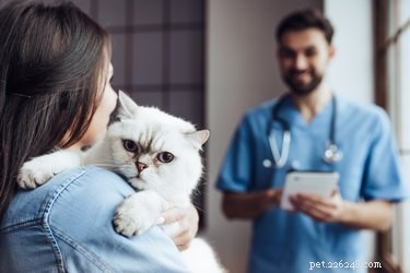 Do Cats Catch the Human Common Cold?
