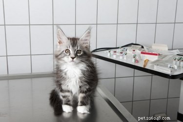 Do Cats Catch the Human Common Cold?