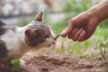 Can Cats Safely Include Fish in Their Diet?