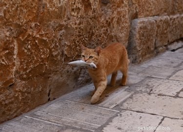Can Cats Safely Include Fish in Their Diet?
