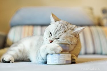 Can Cats Safely Include Fish in Their Diet?