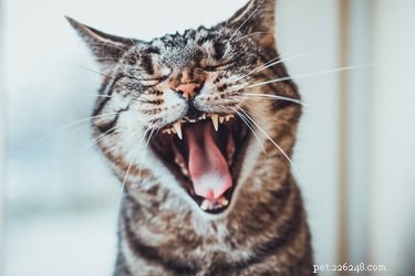 5 Surprising Facts About Your Cat s Teeth You Didn t Know