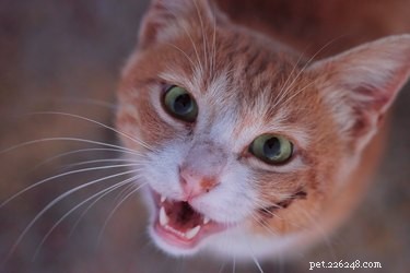 5 Surprising Facts About Your Cat s Teeth You Didn t Know