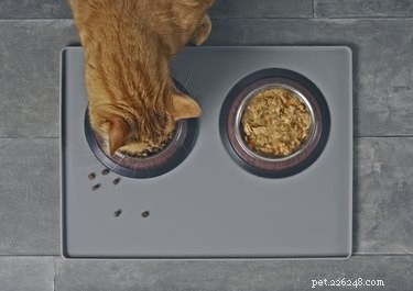 Can Homemade Cat Food Safeguard Your Feline s Health?