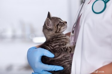 Understanding Why Your Cat Shivers: Causes & Solutions
