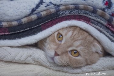 Understanding Why Your Cat Shivers: Causes & Solutions