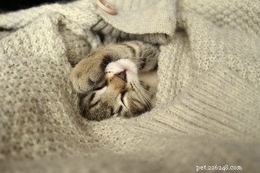 Understanding Why Your Cat Shivers: Causes & Solutions
