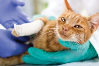 How to Handle a Cat s Cut: Quick Steps for Safe Care