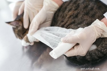 How to Handle a Cat s Cut: Quick Steps for Safe Care