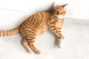 How to Handle a Cat s Cut: Quick Steps for Safe Care