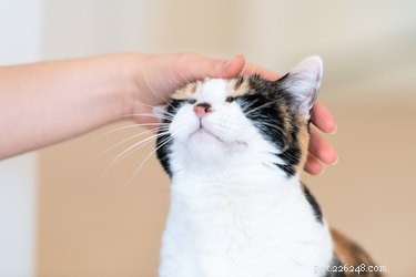 Can Cats Transfer Worms to Humans?