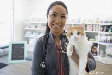 FVRCP Vaccine for Cats: Protecting Against Three Deadly Viruses