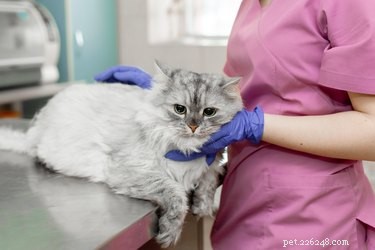 Understanding Feline Lymphoma: Symptoms, Diagnosis, and Treatment Options