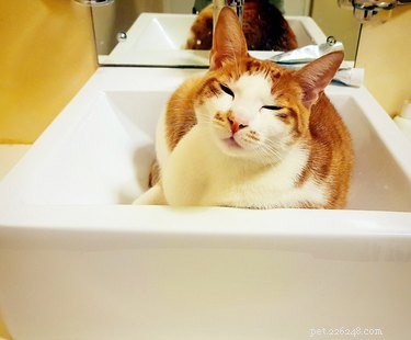 What Causes Your Cat to Squint? Common Reasons & When to See a Vet