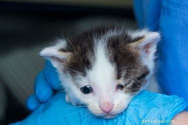 What Causes Your Cat to Squint? Common Reasons & When to See a Vet