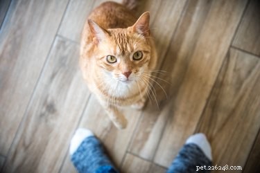 Understanding Why Your Cat Is Panting: Causes & When to Act