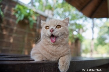 Understanding Why Your Cat Is Panting: Causes & When to Act