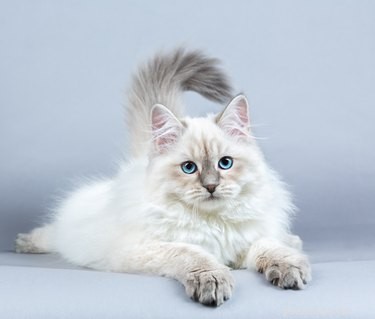Are There Truly Hypoallergenic Cats? A Personal Allergy Experience
