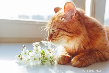 Are There Truly Hypoallergenic Cats? A Personal Allergy Experience