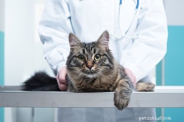Cat Hyperthyroidism: Symptoms, Diagnosis, and Effective Treatment Options