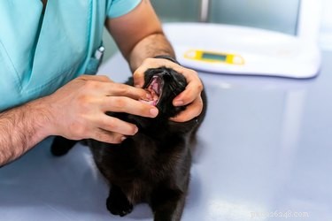 How to Safely and Effectively Give Your Cat a Pill