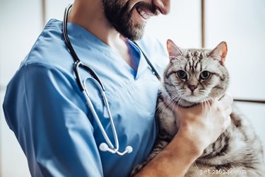 Understanding Cat Warts: Causes, Symptoms, and Treatment