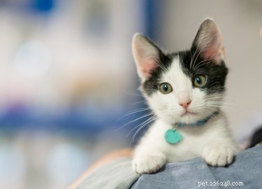 Understanding Cat Warts: Causes, Symptoms, and Treatment