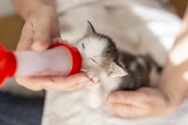 How to Help a Stray Kitten: Steps for Compassionate Care