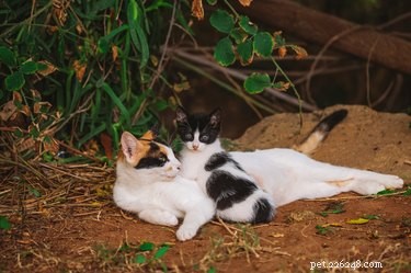 How to Help a Stray Kitten: Steps for Compassionate Care