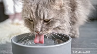 How to Spot Dehydration in Cats: Key Signs & Prevention Tips
