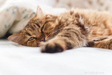 How to Spot Dehydration in Cats: Key Signs & Prevention Tips