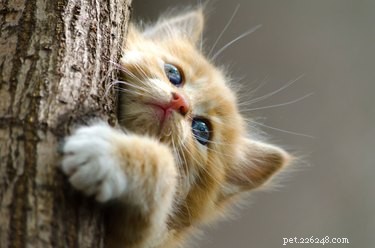When Do Kittens’ Eyes Change Color? A Guide to Their Growing‑Up Pigment Shift
