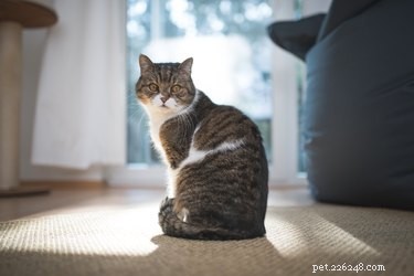 Understanding Feline Asthma: Symptoms, Causes, and Care