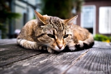 Understanding Hip Dysplasia in Cats: Causes, Symptoms, and Care