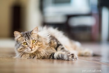 Understanding Hip Dysplasia in Cats: Causes, Symptoms, and Care