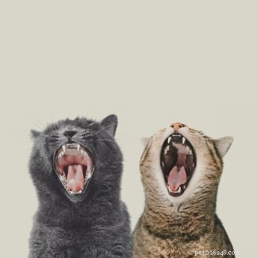 Why Does Your Cat s Breath Smell Like Nail Polish Remover? Understanding the Causes and Solutions