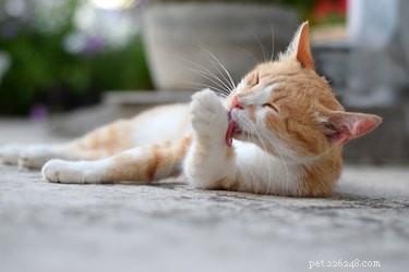 How to Handle Your Cat s Excessive Grooming of a Single Area