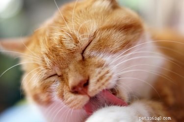 How to Handle Your Cat s Excessive Grooming of a Single Area