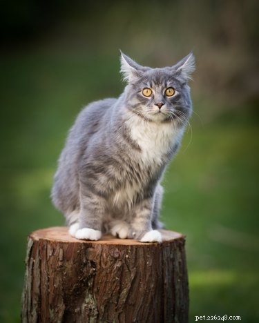 Signs of Dementia in Cats: What to Look For