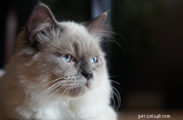 Signs of Dementia in Cats: What to Look For