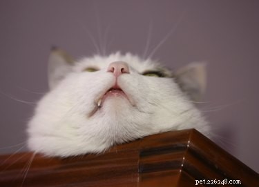 Why Does My Cat Drool? Understanding Normal vs. Alarming Causes