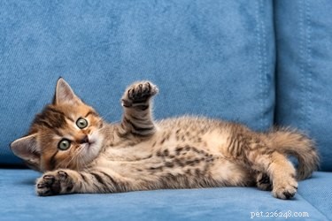 Do Cats Have Belly Buttons? Discover Where the Navel Lies